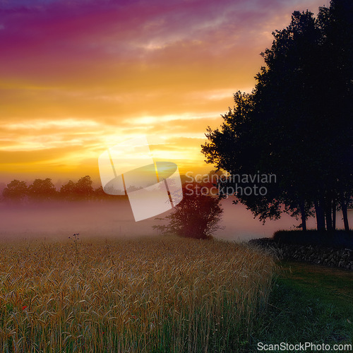 Image of Wheat field, sunset and forest or mist harvest in countryside in nature environment, grassland or meadow. Woods, sunshine and plants scenery in farmland or fog with small business, tourism or sky