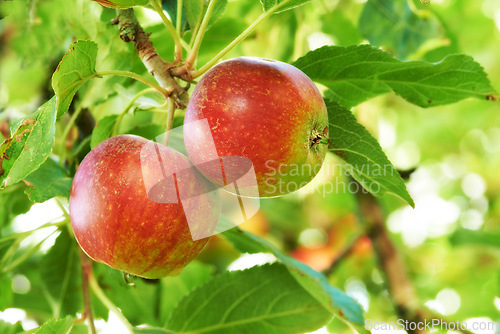 Image of Apple, tree and fruit closeup with leaves outdoor in farm, garden or orchard in agriculture or nature. Organic, food and farming in summer with sustainability, growth and healthy environment