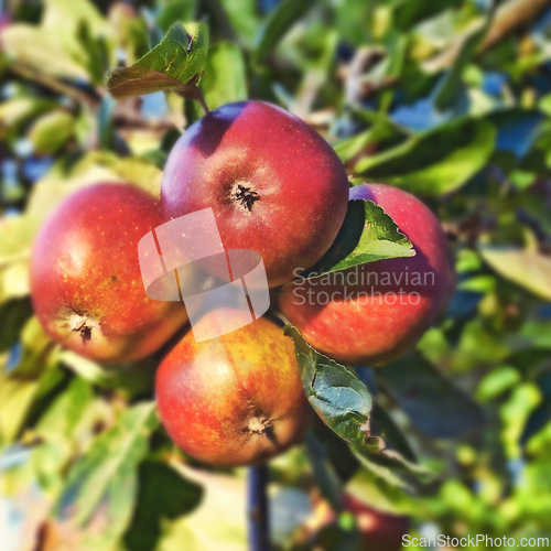Image of Apple, tree and fruits closeup with leaves outdoor in farm, garden or orchard for agriculture or nature. Organic, food and farming in summer with sustainability for healthy environment and growth