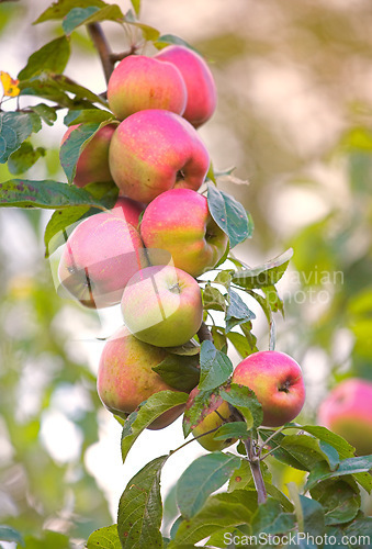Image of Apple, growth and tree of fruit with leaves outdoor in farm, garden or orchard in agriculture or nature. Organic, food and farming in summer closeup with sustainability for healthy environment