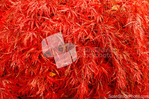 Image of Leaves, plants and autumn environment in forest for fall weather in garden countryside, foliage or vegetation. Woods, nature and outdoor flora or growth of japanese Acer palmatum at park in season