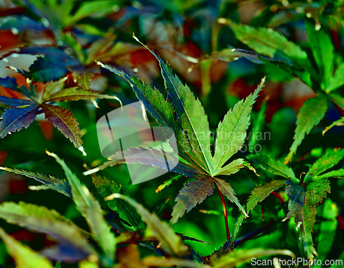 Image of Japanese maple, leaves and plant environment in nature bush in countryside park for gardening, ecology or sustainable. Leaf, steam and growing outdoor foliage for travel, exploring or destination