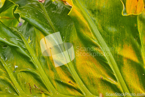 Image of Monstera, leaf and closeup of nature plant in countryside greenery with ecology foliage, sustainability or outdoor. Garden, backyard and travel location in Japan with sunshine, environment or outside