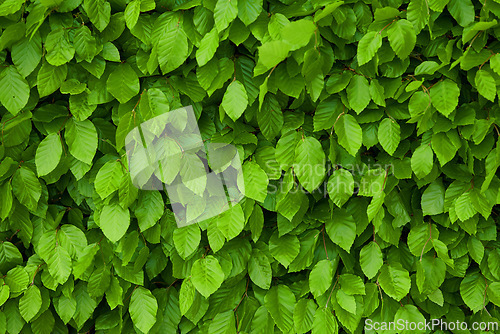Image of Leaves, plants and outdoor foliage or nature environment in woods ecosystem with greenery, vegetation or countryside. Bush, field and garden growth in England to explore land in forest, park or leaf