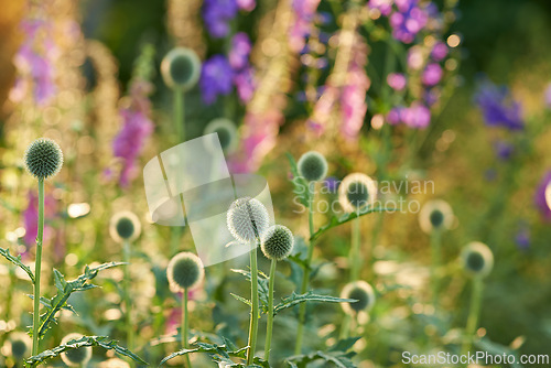 Image of Globe thistle, flower and nature in spring meadow for closeup, fresh and natural wild vegetation. Ecology and pollen plant for biodiversity or environmental sustainability in garden growth
