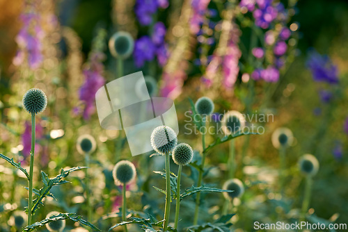 Image of Bokeh, flowers and echinops in meadow at countryside, environment and landscape in rural Japan. Botanical garden, pasture and grassland with plants in bloom in backyard, bush or nature in summer