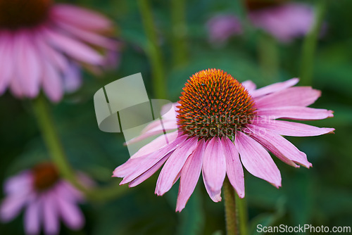 Image of Coneflower, nature and garden for spring closeup, medicinal plant for fresh vegetation. Pollen and ecology or biodiversity or environmental sustainability, Echinacea purpurea for growth for earth day
