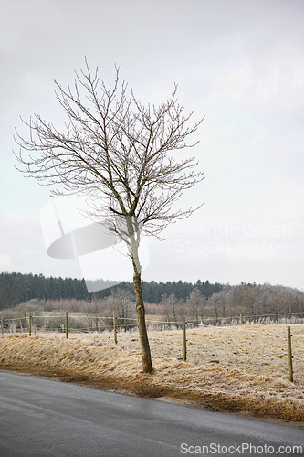 Image of Countryside, travel and tree with road in winter for route to destination or location outdoor. Earth, sky and asphalt street in nature for holiday, vacation or weekend getaway in cold or wet season