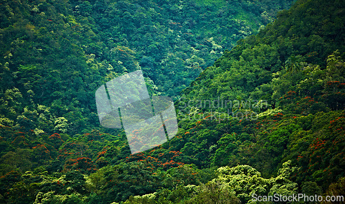 Image of Forest, nature and trees in canopy of green location for conservation or wilderness sustainability. Earth, mountain and rainforest with natural growth in ecosystem, environment or jungle from above