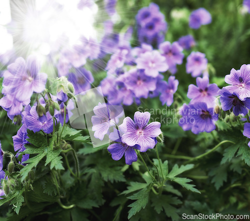 Image of Flower, cranesbill and botany in outdoors for nature, horticulture and conservation of meadow. Plants, calm and growth in sustainability of countryside, sunshine and peace in environment on travel