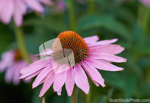 Image of Coneflower, garden and plant for spring closeup, medicinal flower for fresh vegetation. Pollen and ecology or biodiversity or environmental sustainability, Echinacea purpurea for growth for earth day
