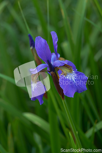 Image of Flower, iris and bloom in outdoors for nature, horticulture and conservation of meadow. Plants, calming and growth in sustainability of countryside, ecosystem and botany for environment on travel