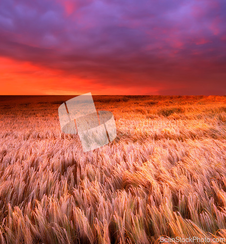 Image of Landscape, sunset and agriculture with wheat field, sky and environment for travel in countryside. Plant, grain and crops with red horizon for natural background, sun and nature for sustainability