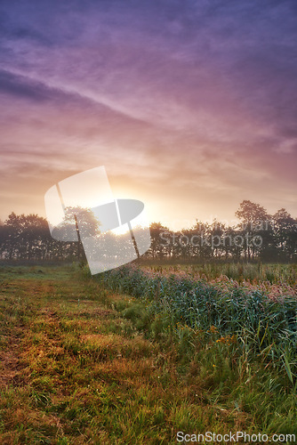 Image of Wheat field, grain and farm with sunrise fog for harvesting production or small business for plant, growth or environment. Countryside, forest and mist in rural Thailand or summer, outdoor or travel