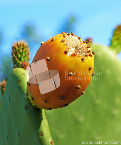 Image of Outdoors, plant and prickly pear cactus in desert, sustainable environment and peaceful ecosystem. Nature, closeup and native succulent or leaves in Hawaii, garden and botany in forest or woods