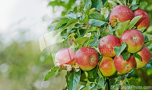 Image of Apple, tree and fruit closeup with leaves outdoor in farm, garden or orchard in agriculture or nature. Organic, food and farming in summer with sustainability, growth and healthy environment mockup