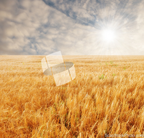 Image of Summer, nature and wheat field in land of countryside, environment and agriculture. Ecology, calm and sustainable with plants in meadow for farming, outdoor and harvest on grass of rural Canada