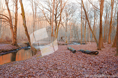 Image of Forest, river and trees with nature, autumn and earth with sky and environment with fresh air. Empty, leaves and soil with countryside and landscape with earth day and woods with season and ecology