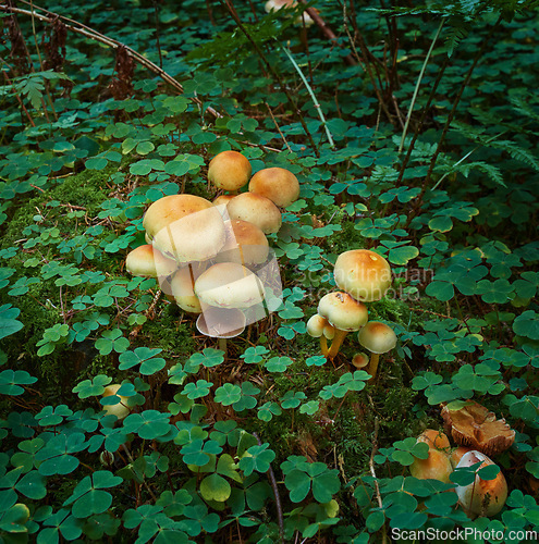 Image of Mushroom, fungi and clover leaves in nature, environment and forest by green foliage in Ireland. Countryside, landscape and vegetation with toadstools, fungal growth and ecology for sustainability