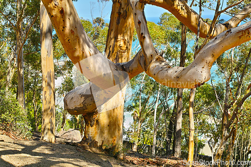 Image of Forest, woods and nature in summer with trees on hill environment with sunshine on branches of birch. Outdoor, countryside and travel on dirt trail in jungle with sea, water or blue sky in park