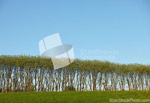 Image of Forest, nature and trees with space on blue sky landscape for green conservation or ecology. Earth, field or grass outdoor in natural environment for growth or sustainability of woods location