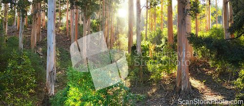 Image of Forest, trees and nature with landscape and sunshine outdoor, bush or plants for hiking and travel in environment. Earth, greenery and growth in woods for background and leaves with natural light