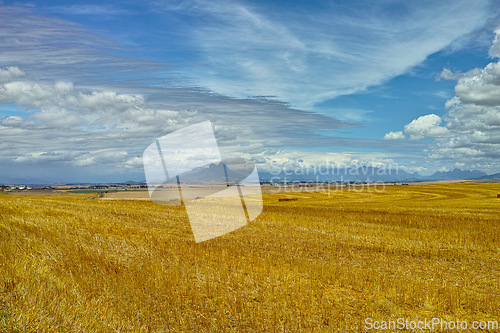 Image of Open, field and landscape with clouds in sky for wellness, nature and countryside for harvest. Grass, straw and golden grain for farming, environment and wheat crop for rural life or agriculture view