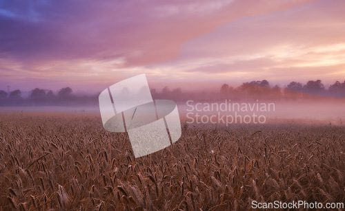 Image of Panorama, wheat and cloud for fog, light and sky in countryside for landscape, banner and wallpaper. Field, grain and mist in dramatic dusk for harvest on natural farm land for peaceful screen saver