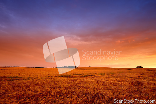 Image of Wheat field, sunset and landscape in nature environment for summer grain for harvesting, countryside or agriculture. Farmland, horizon and land ecology for small business growth, meadow or grassland