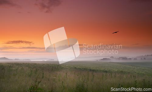 Image of Sunset, grass and bird in fog, countryside and field in panorama for landscape, banner or wallpaper. Mist, colorful and orange sky for silhouette of crow for screen saver of peaceful grassland