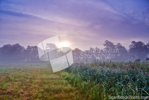 Image of Meadow, wheat field and mist environment or morning sunrise in nature countryside, travel or outdoor. Grassland, dusk and organic greenery with ecology growth for grain harvest, sky or agriculture