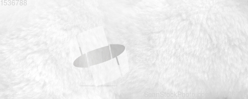 Image of White fur background close up view. Banner
