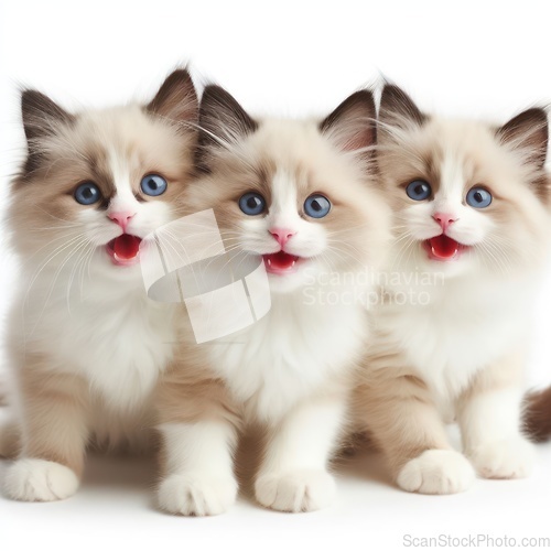 Image of cute and adorable fluffy ragdoll kittens