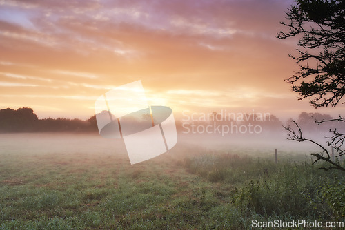 Image of Farm, cereal crops and mist on field in morning, sunrise and wheat plant in sustainable environment. Countryside, sunshine or grain agriculture in england, plants or peace on rural ecology in nature