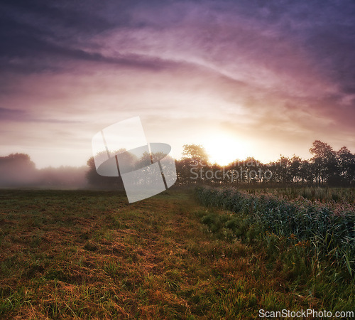 Image of Wheat field, crop and misty environment in nature or grain harvesting in grassland countryside, grass or sunset. Forest, trees and fog in meadow or England tourism or rural morning, outdoor or dawn