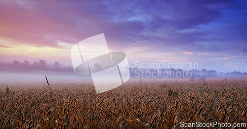 Image of Clouds, wheat or field for mist, dramatic or scenery in panorama for landscape, banner or wallpaper. Colorful, cloudy sky or grain for dusk, grassland or harvest in peaceful countryside screen saver
