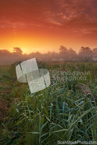 Image of Wheat field, farm and sunset or nature environment for grain harvesting for small business, countryside or meadow. Plants, land and agriculture or misty forest in Thailand for growth, rural or travel