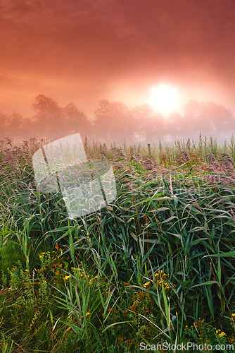 Image of Wheat field, crop and farm with sunrise fog for harvesting production or small business for plant, growth or environment. Countryside, forest and mist in rural Thailand or summer, outdoor or travel