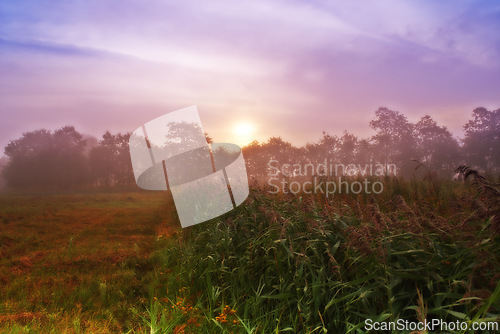Image of Wheat field, grain and farm with sunrise or harvest production or small business for plant, growth or agriculture. Countryside, forest and mist in rural Thailand or summer nature, outdoor or travel