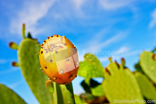 Image of Outdoors, nature and prickly pear cactus in wild, sustainable environment and peaceful ecosystem. Plant, closeup and native succulent or leaves in Hawaii, blue sky and botany in forest or desert