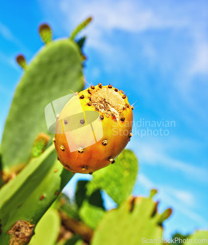 Image of Outdoors, nature and prickly pear cactus in desert, sustainable environment and peaceful ecosystem. Plant, closeup and native succulent or leaves in Hawaii, blue sky and botany in forest or woods