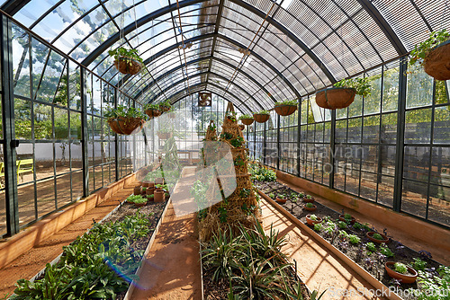 Image of Greenhouse, plants and nature with home gardening, growth for environment and sustainability. Green, leaves and soil for planting, bush or shrub with botanical or agriculture in natural background