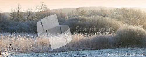 Image of Outdoor, landscape and forest with trees or winter on frozen morning for weather, climate and cold season. Denmark, nature and field in woods for ecosystem background, environment or natural habitat