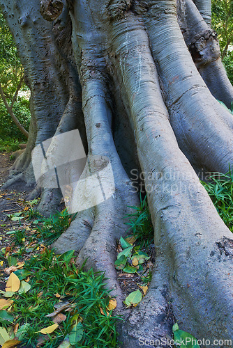 Image of Jungle, tree and bark of trunk in forest with leaves on ground in nature, park or woods with grass. Outdoor, environment and roots closeup with biodiversity in summer rainforest or countryside