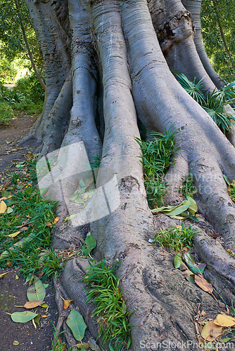 Image of Jungle, tree and bark of trunk in forest with leaves on ground in nature, park or woods with grass. Outdoor, environment and roots closeup with biodiversity in summer rainforest or countryside