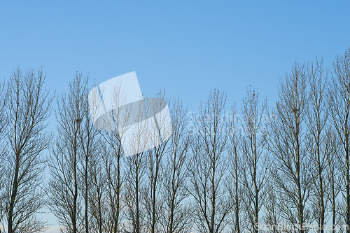 Image of Winter, forest and row of trees on blue sky in nature with branches and calm environment. Backyard, garden and woods outdoor in park with leafless plants in cold climate and morning in countryside