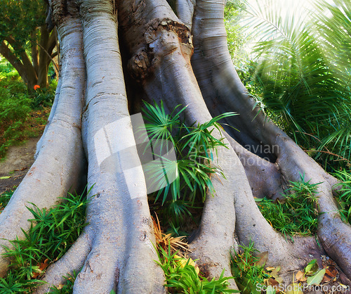 Image of Tropical, jungle and bark of tree in forest with plants and leaves on ground in nature, park or woods. Outdoor, environment or eucalyptus roots with biodiversity in summer rainforest or countryside