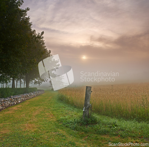 Image of Farm, wheat field and trees environment in nature countryside or misty morning for grain, harvest or agriculture. Lawn, sunshine and land ecology with fog in England or clean energy, scenery or dawn