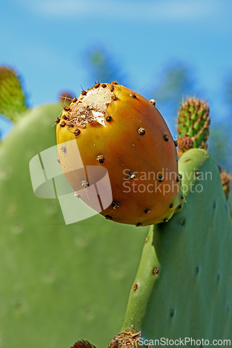 Image of Outdoors, tree and prickly pear cactus in desert, sustainable environment and peaceful ecosystem. Plant, closeup and native succulent or leaves in Hawaii, nature and botany in forest or wilderness