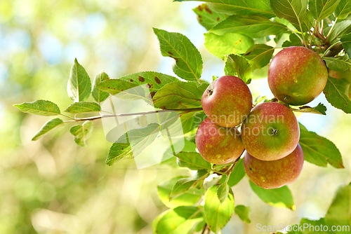 Image of Apple, tree and fruit on branch with leaves outdoor in farm, garden or orchard in agriculture or nature. Organic, food and farming in summer with sustainability for healthy environment and growth